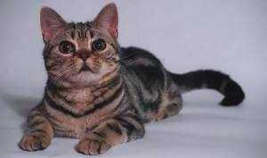 Asian Cat kép macska, fajta leírását, árát, és a vélemények a tulajdonosok - az életem