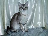 Asian Cat kép macska, fajta leírását, árát, és a vélemények a tulajdonosok - az életem