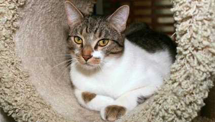 Asian tabby pisica fotografie, descriere rasa, pret si comentarii de proprietari - viata mea