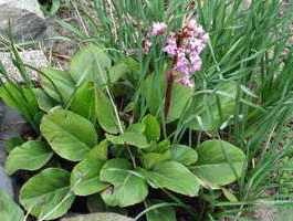 Crassifolia vagy gyógyszer előírások a használata a terápiás tulajdonságait Bergenia