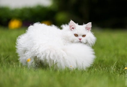 Fehér macska a házban különböző értelmezések lesz