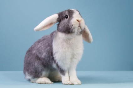Sarcina la iepuri cât durează, caracteristicile îngrijirii și definirea termenului