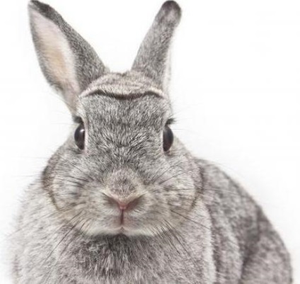 Sarcina la iepuri cât durează, caracteristicile îngrijirii și definirea termenului