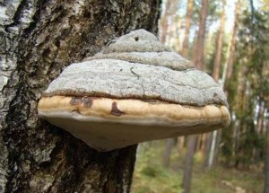 Birch ciuperca chaga proprietăți utile și contraindicații