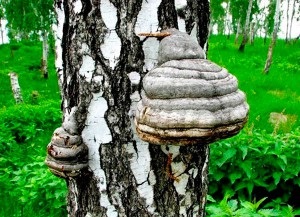 Birch гъби Chaga полезни свойства и противопоказания