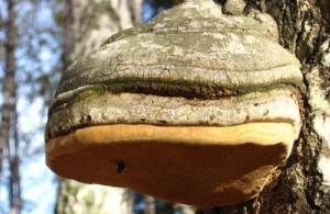Birch ciuperca chaga proprietăți utile și contraindicații