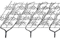 препоръки Grape Arbor