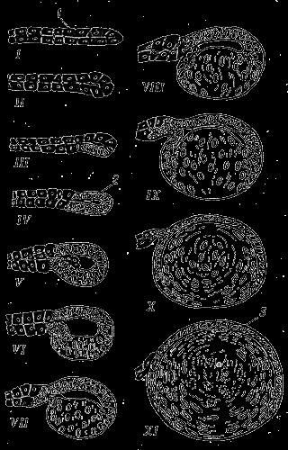 Dicționar biologic