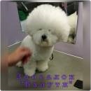 Bichon Frise