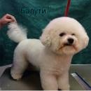 Bichon Frise