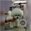 Bichon Frise