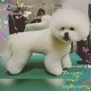 Bichon Frise