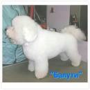 Bichon Frise