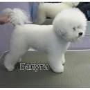 Bichon Frise