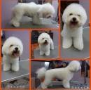 Bichon Frise