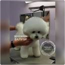 Bichon Frise