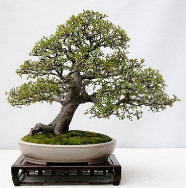 Bonsai de elm (ulmus)