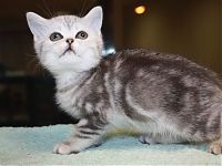 Brit, Fold cica eladó Moszkva - Kennel „Albion”
