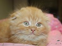 Brit, Fold cica eladó Moszkva - Kennel „Albion”
