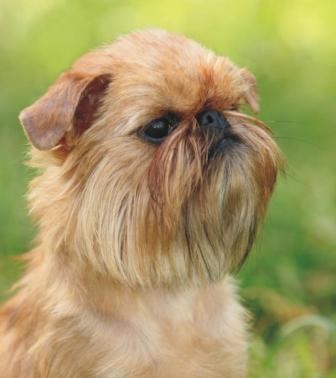 Brüsszel Griffon (Griffon) Brüsszel Griffon