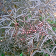 Sambucus nigra fekete csipke «eva»