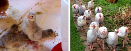 Păsări de guinee când încep să transporte ouă și cum să se hrănească
