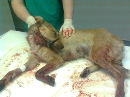 Portalul Chelyabinsk pentru bunăstarea animalelor - su! Câinele este coborât! Scurge sânge!