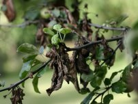 A Ganoderma gomba veszélyes kerti fák Nevelő (tanya)