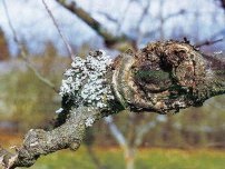 Ciupercile Ganoderma periculoase pentru arbori de grădină Grower (conac)