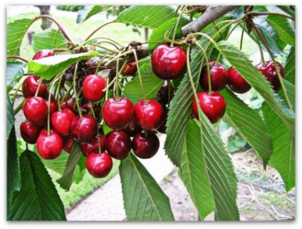 Cherry ültetés és a növekvő