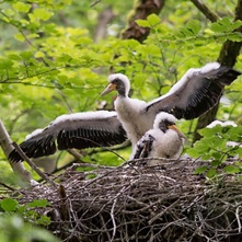 Negru Stork