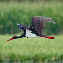 Negru Stork