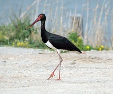 Black Stork este o raritate