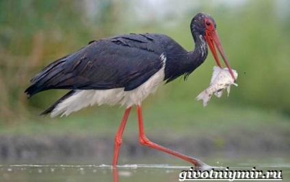 Black Stork madár