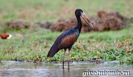 Black Stork madár