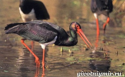 Black Stork madár