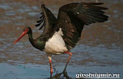 Black Stork madár