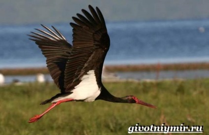 Black Stork madár