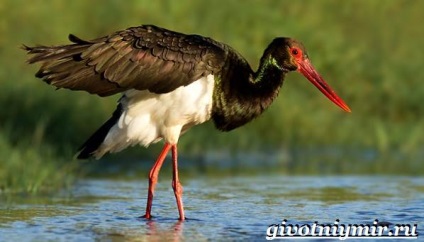 Black Stork madár