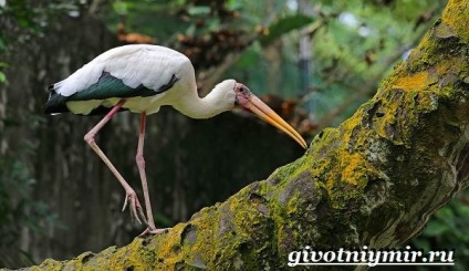 Black Stork madár