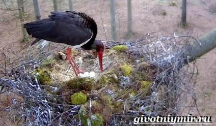 Black Stork madár