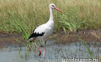 Black Stork madár