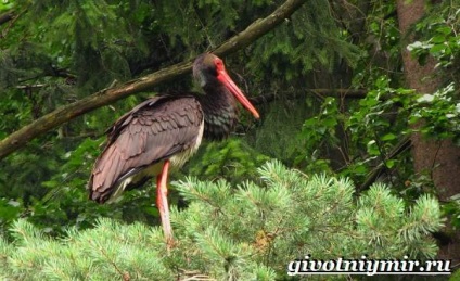 Black Stork madár