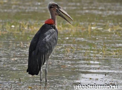 Black Stork madár