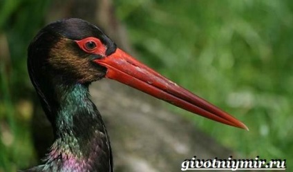 Black Stork madár