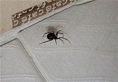Păianjenul negru cu o cruce albă pe spate