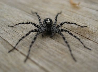 Păianjenul negru cu o cruce albă pe spate