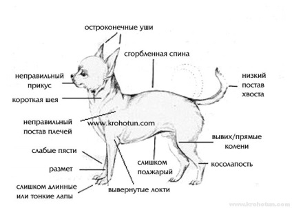 Chihuahua reproduce standardul, originea și întrebările începătorilor