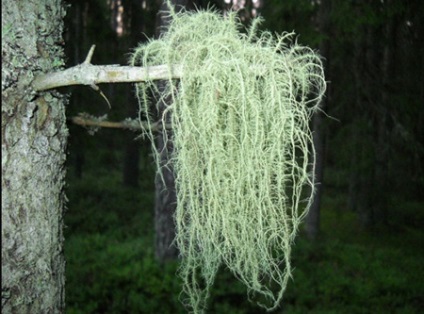 Ce vindecă pentru ushney - un lichen barbă