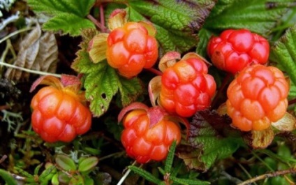 Mit lehet tenni cloudberry, shamburov